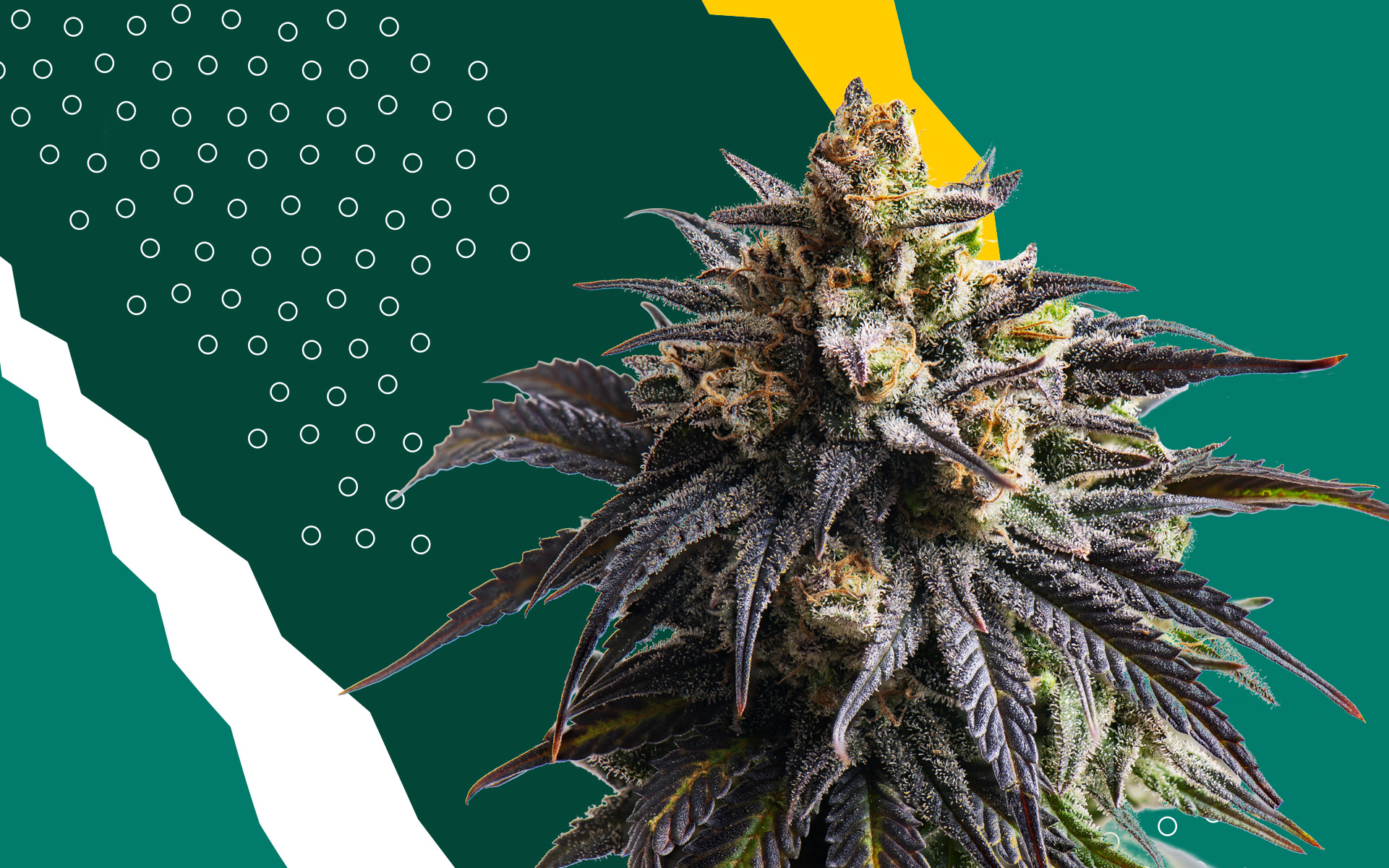 Leafly's faves 2019: cannabis strains.