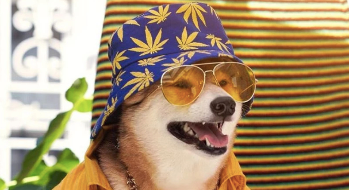 More Dogs Are Being Named After Weed Strains Than Ever Before – MJ