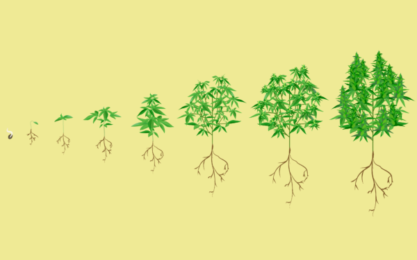 Stages Of The Cannabis Plant Growth Cycle In Pictures Mj Pureplay Index