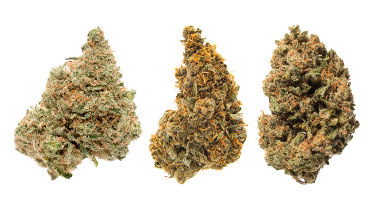 The 5 High-THCV Strains You Should Know About – MJ PurePlay Index