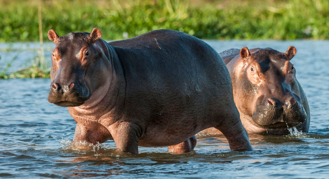 pablo-escobar-s-cocaine-hippos-are-multiplying-across-colombia-mj