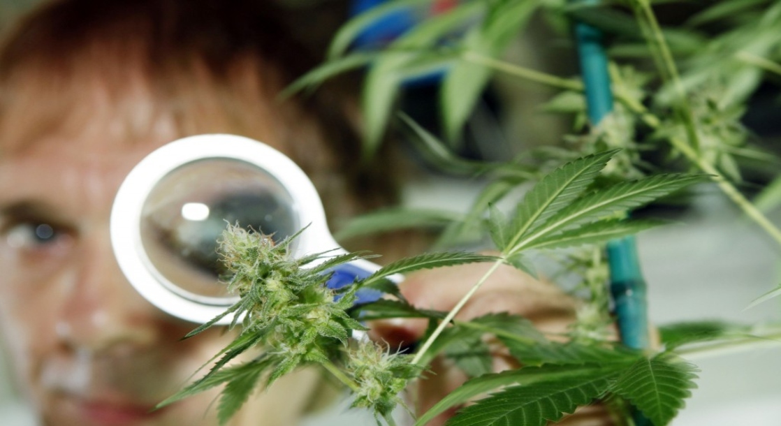 Организация за легализацию марихуаны 1 кг героина стоимость