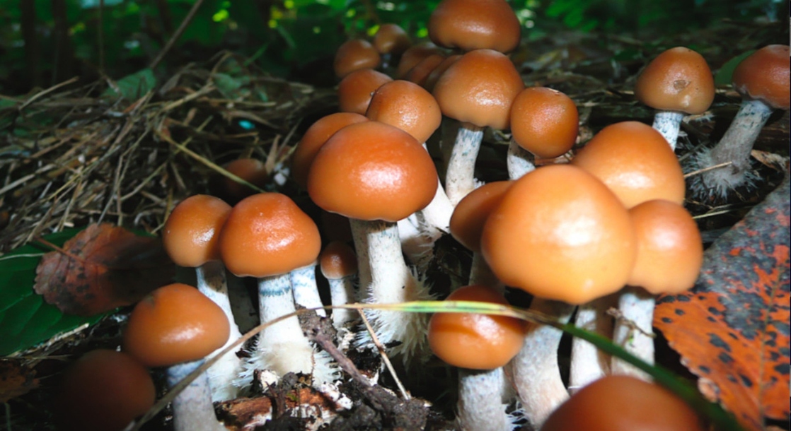 Oregon Residents Will Officially Vote On Legalizing Psilocybin Therapy ...