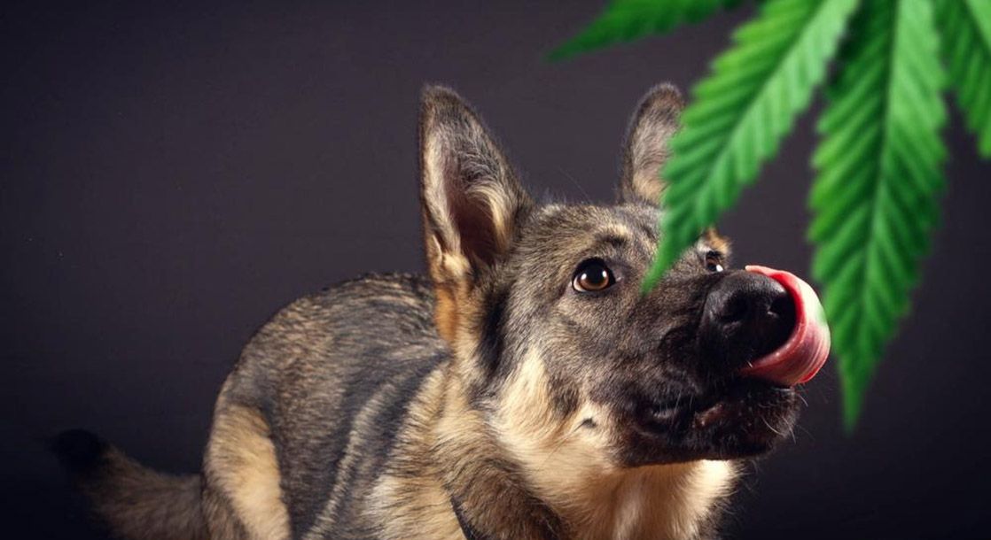 Honest Paws Leads the Pack with CBD Oil for Dogs