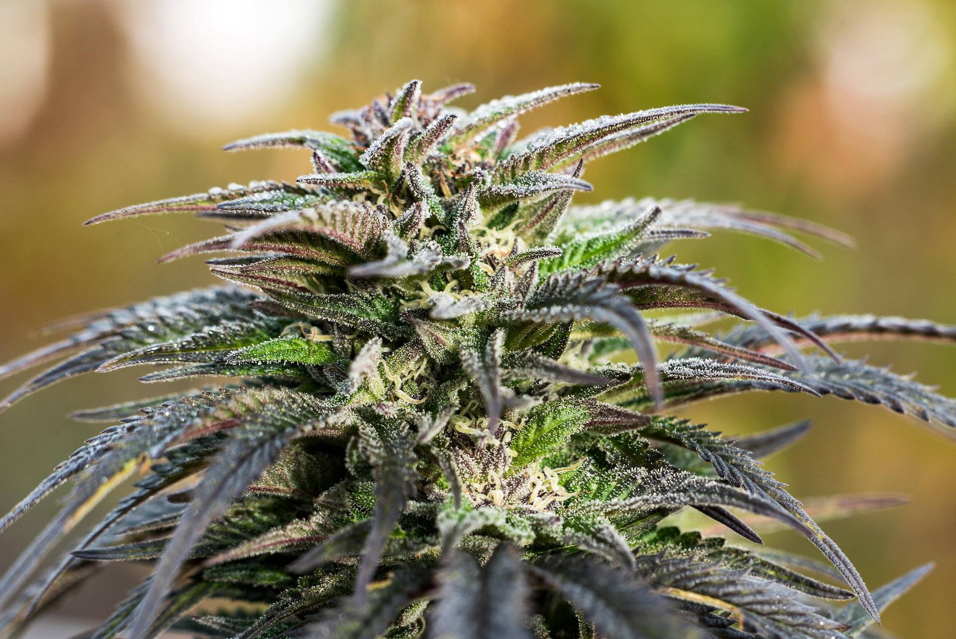 5 easy marijuana strains to grow for beginners MJ PurePlay Index