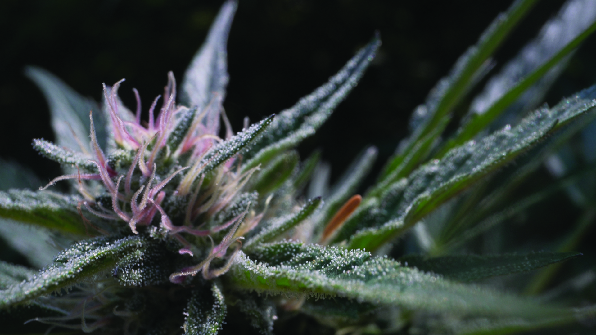 It only takes a second to lock in your crop’s terpenes
