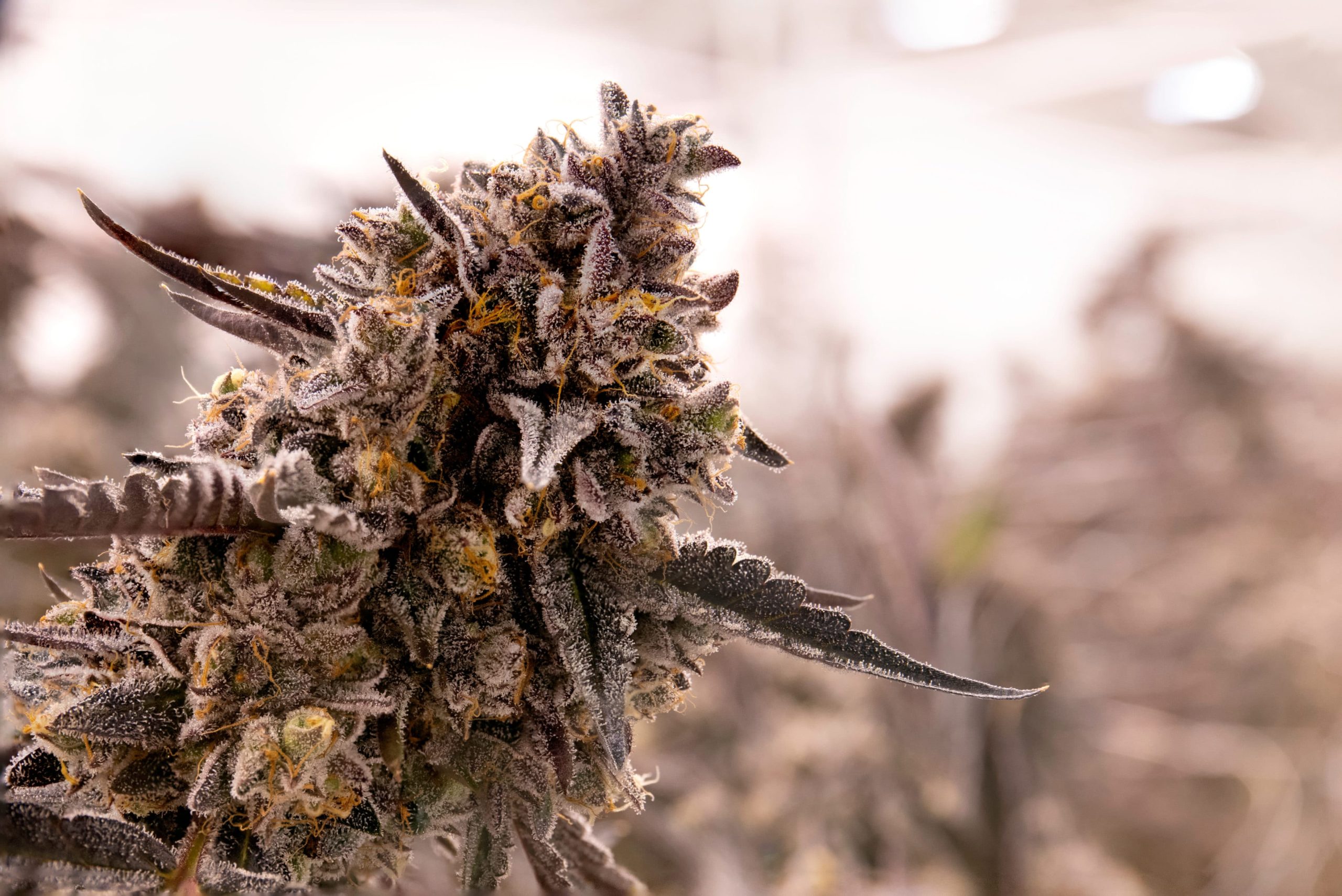 New Mexico Ups Cannabis Production Limits As Adult-Use Sales Loom |