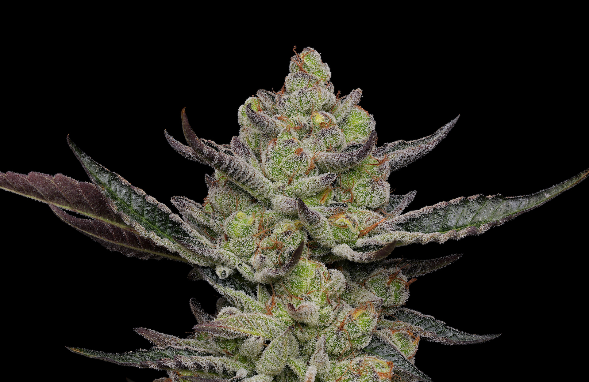 The best new cannabis strains to grow in 2022 MJ PurePlay Index