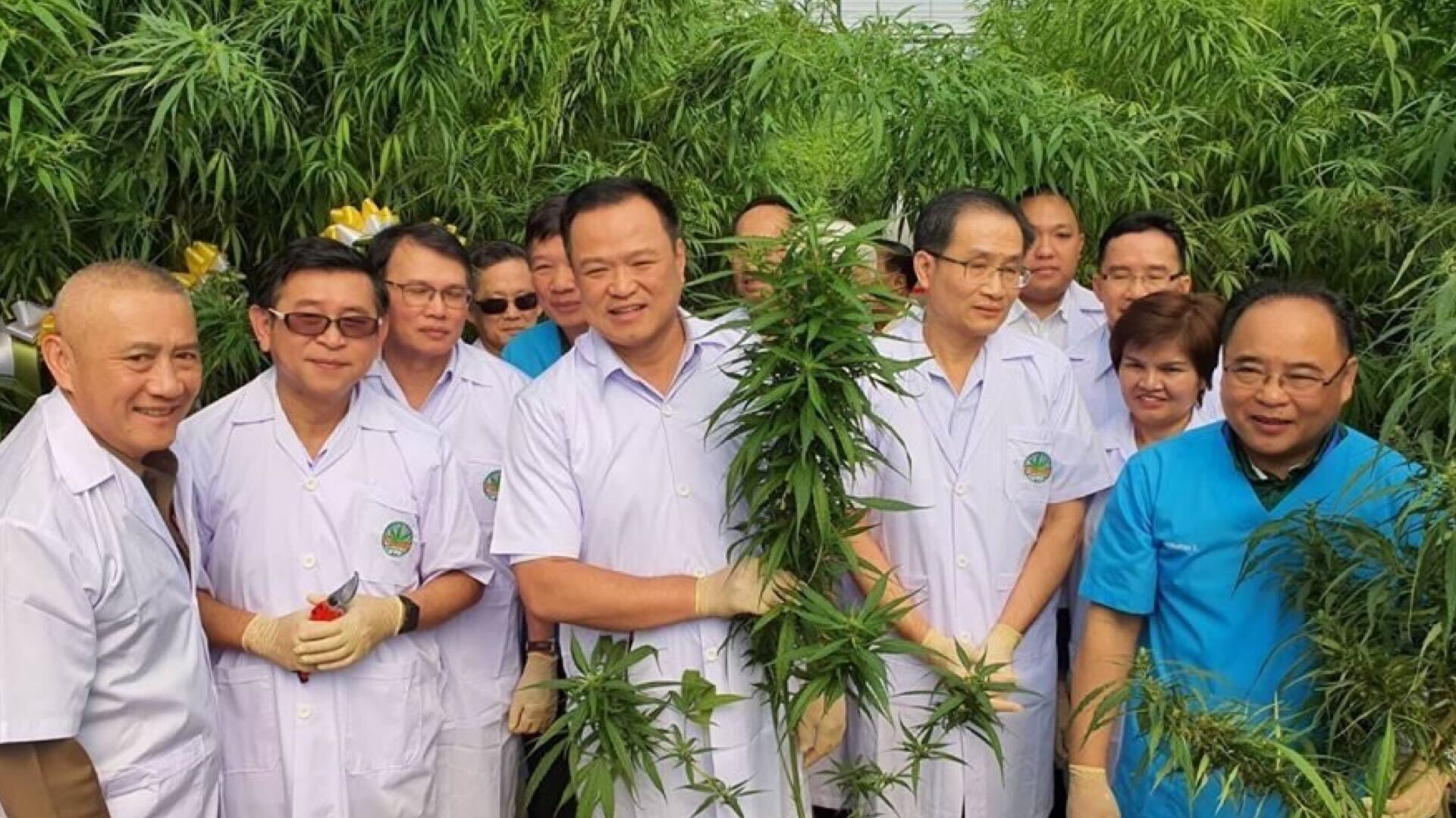 Thailand is giving away 1 million cannabis plants to celebrate new homegrow laws