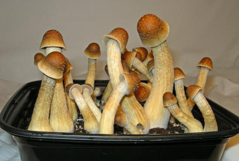 Are Penis Envy mushrooms actually 2-3x more potent than other strains?