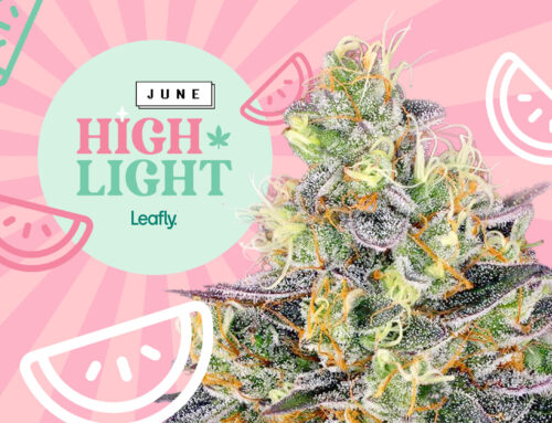 June 2023 Leafly HighLight: Watermelon Zkittlez strain