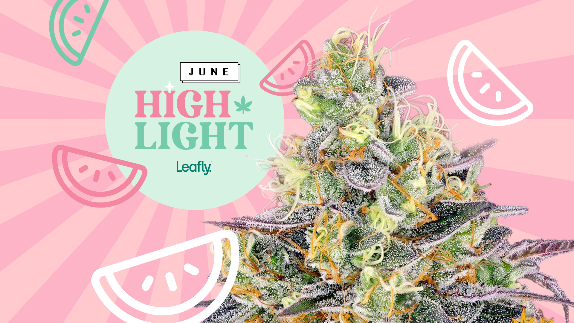 You should know Watermelon Z, June's Leafly HighLight. (Leafly)