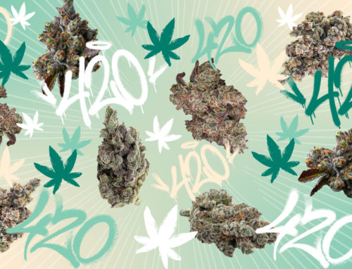 America’s best weed strains of 420 ’24